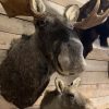 SM 320-C, Taxidermy head of a moose calf.