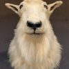 Vintage stuffed head of a snow goat