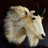 Vintage stuffed head of a snow goat