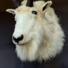 Vintage stuffed head of a snow goat