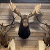 SM 350-M, New stuffed heads of red deer