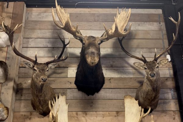 SM 350-M, New stuffed heads of red deer