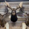 SM 350-M, New stuffed heads of red deer