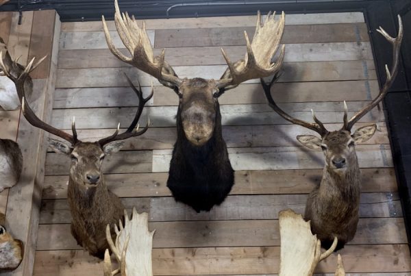 SM 350-M, New stuffed heads of red deer