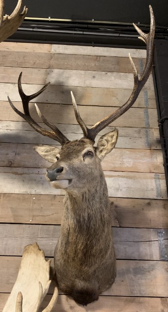 SM 350-M, New stuffed heads of red deer