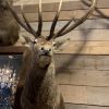 SM 350-O, Stuffed head of a very large red deer.