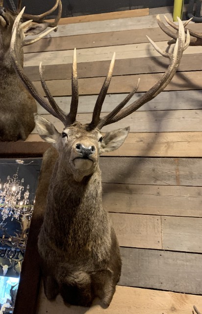 SM 350-O, Stuffed head of a very large red deer.