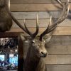 SM 320-C, Taxidermy head of a moose calf.