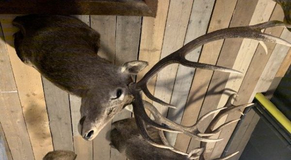 SM 350-O, Stuffed head of a very large red deer.