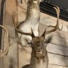 Unique set of 3 antique wooden and plaster deer heads.