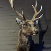 SM 410-A, Stuffed head of a sika deer