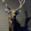 SM 410-A, Stuffed head of a sika deer