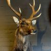 SM 410-A, Stuffed head of a sika deer