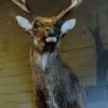 SM 410-A, Stuffed head of a sika deer