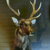 SM 410-A, Stuffed head of a sika deer