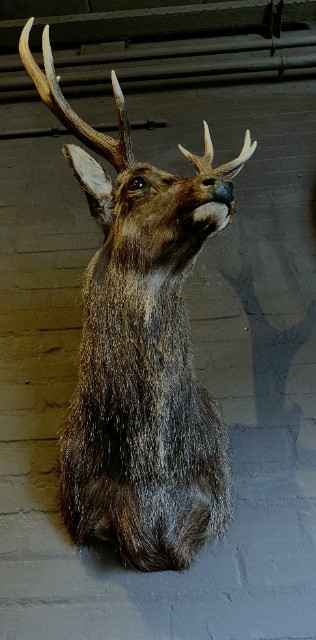 SM 410-A, Stuffed head of a sika deer