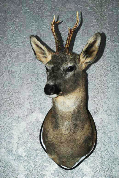 SM 430-A, Taxidermy Rehbockköpfe.