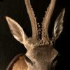 Taxidermy head of a Spanish fighting bull.