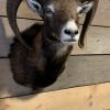 SM-450-C, Taxidermy Mouflon head