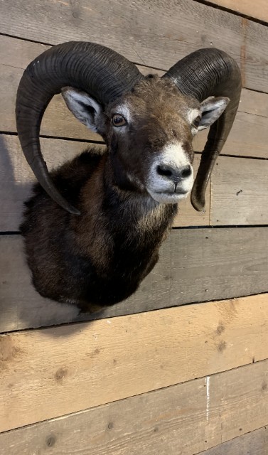 SM-450-C, Taxidermy Mouflon head