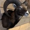 SM-450-C, Taxidermy Mouflon head