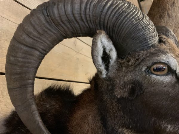 SM-450-C, Taxidermy Mouflon head