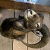 SM-450-C, Taxidermy Mouflon head