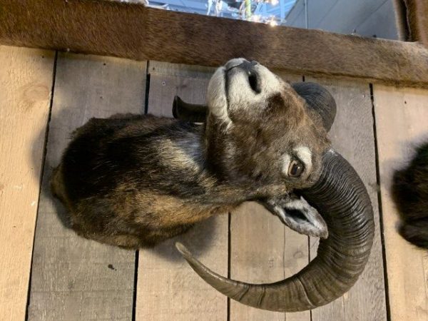 SM-450-C, Taxidermy Mouflon head