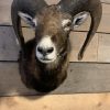 SM-450-C, Taxidermy Mouflon head