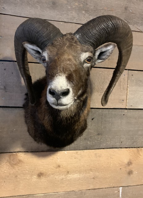 SM-450-C, Taxidermy Mouflon head