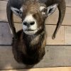 SM-450-C, Taxidermy Mouflon head