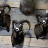 SM-450-C, Taxidermy Mouflon head