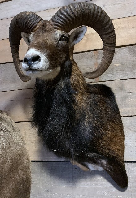SM 450-D, Impressive stuffed mouflons