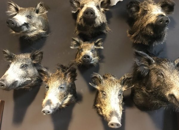 Various taxidermy wild boars