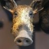 Various taxidermy wild boars