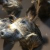 Various taxidermy wild boars