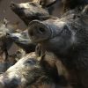 Verschiedene ausgestopfter Wildschweine