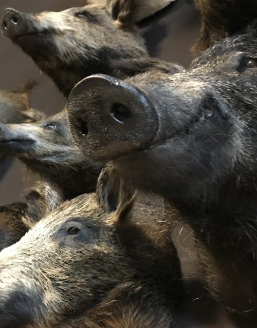 Various taxidermy wild boars