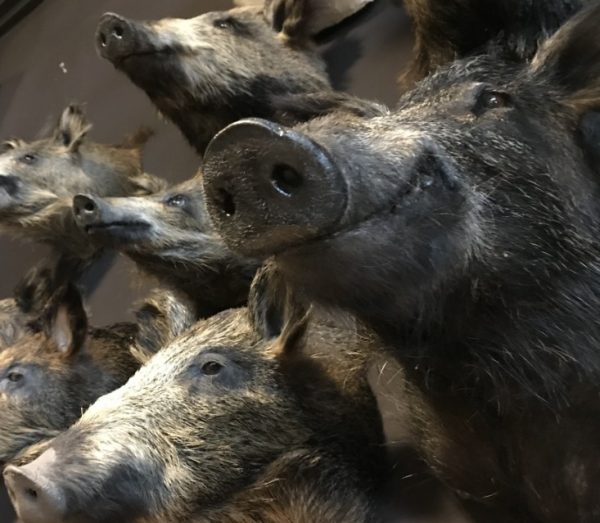 Various taxidermy wild boars