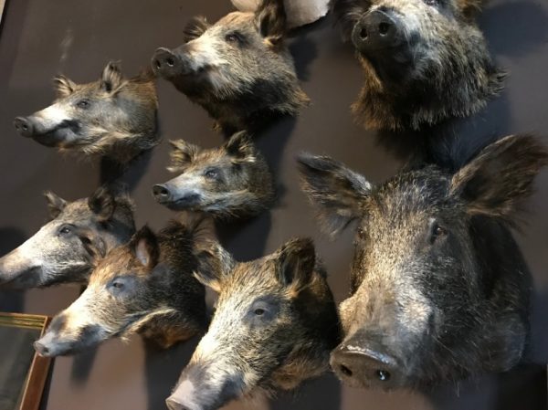 Various taxidermy wild boars