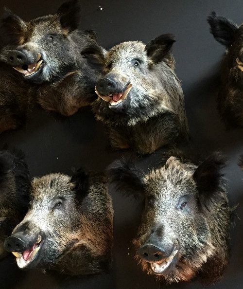 SM 460-C, Stuffed wild boar heads.