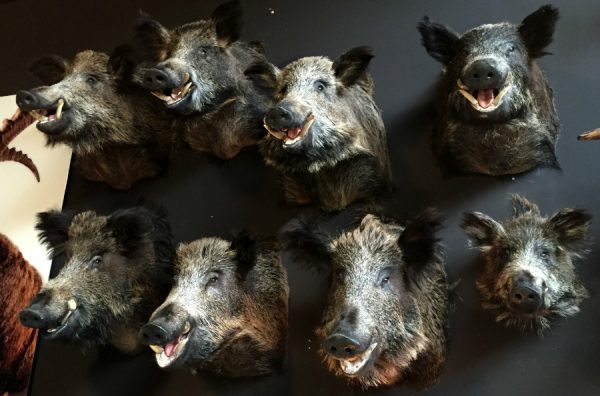 SM 460-C, Stuffed wild boar heads.