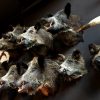 SM 460-C, Stuffed wild boar heads.