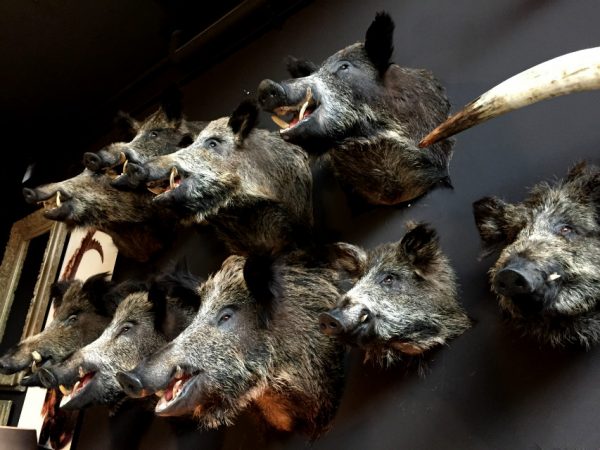 SM 460-C, Stuffed wild boar heads.