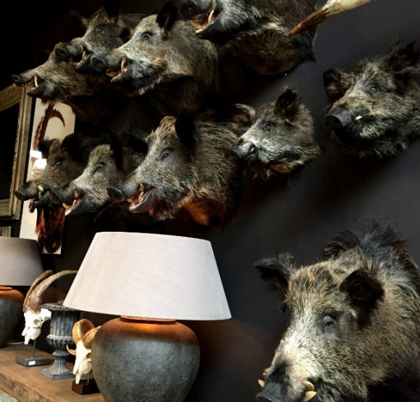 SM 460-C, Stuffed wild boar heads.