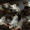 SM 460-C, Stuffed wild boar heads.