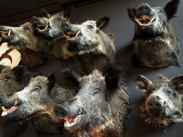 SM 460-C, Stuffed wild boar heads.