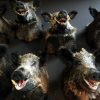 SM 460-C, Stuffed wild boar heads.