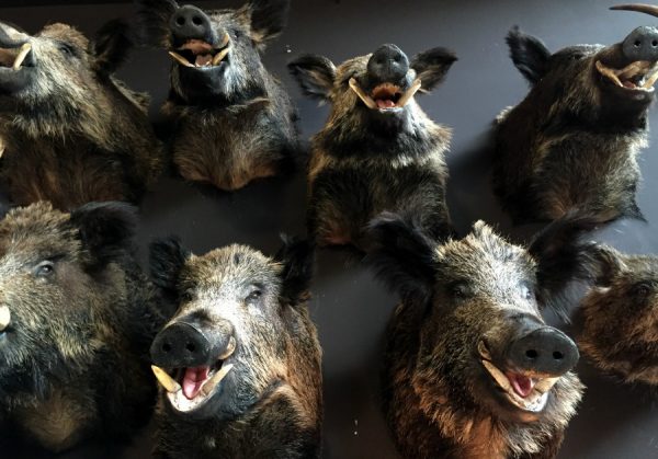 SM 460-C, Stuffed wild boar heads.