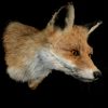 Taxidermy fox head